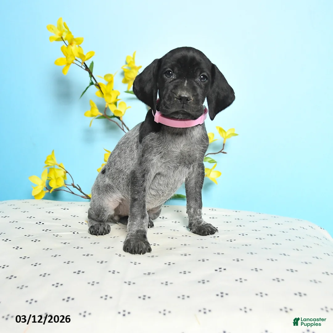 German Shorthaired Pointer dogs for sale: Tess - Ad 1