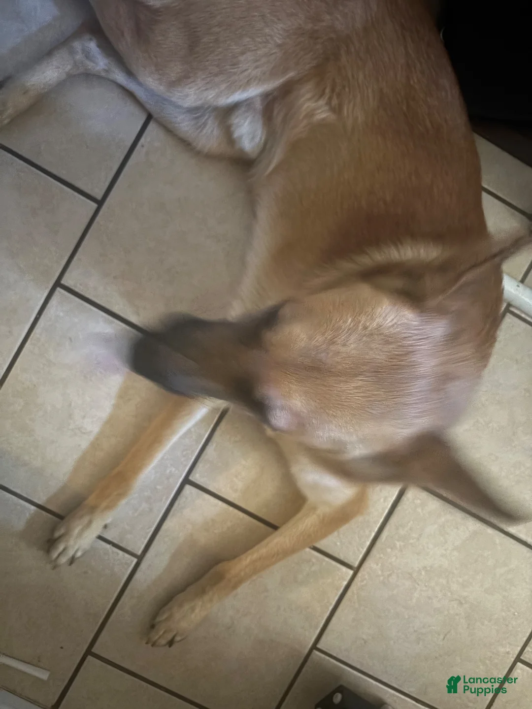 German Shepherd dogs for sale: German Shepherd 1 - Ad 2