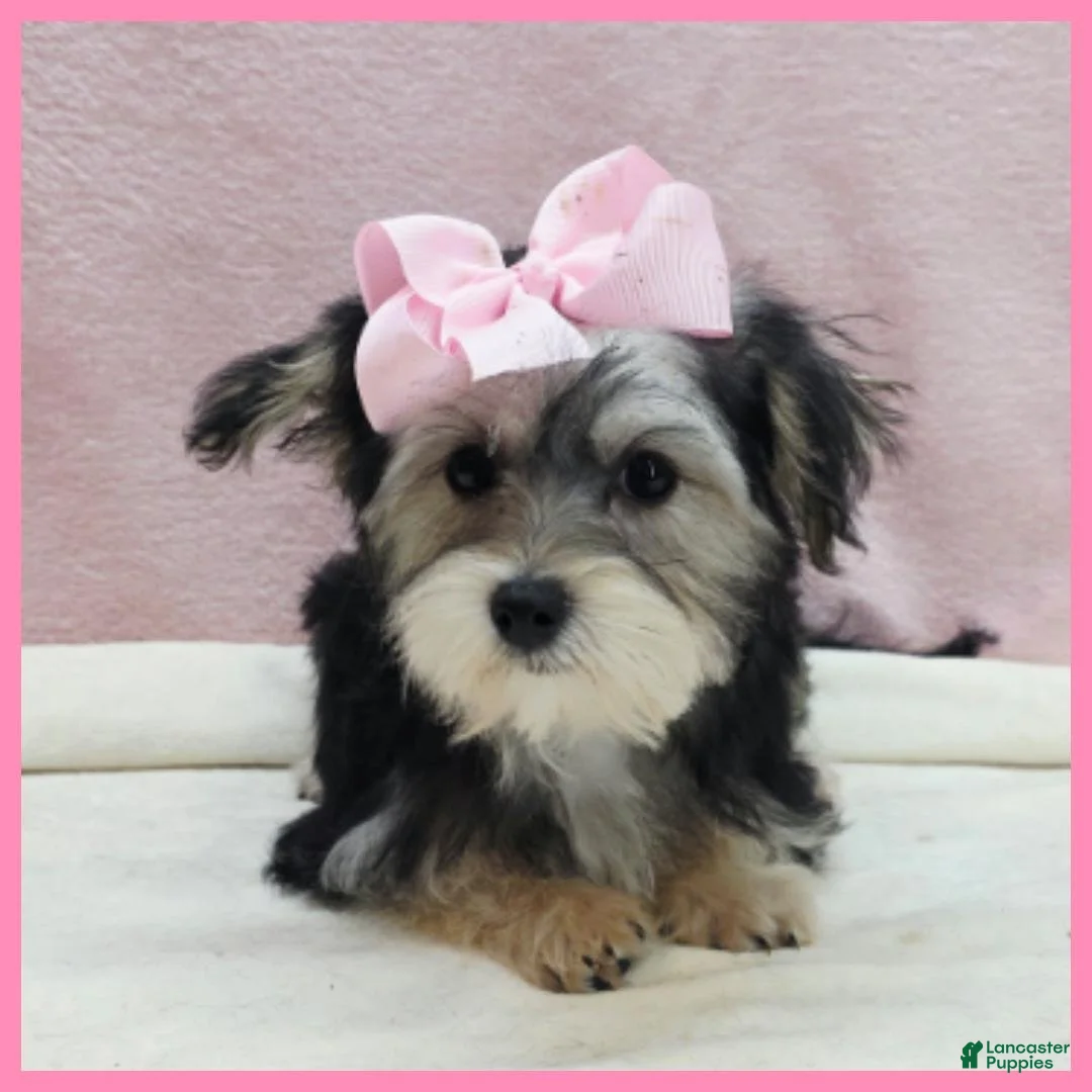 Yorkiepoo dogs for sale: Jenna - Ad 1