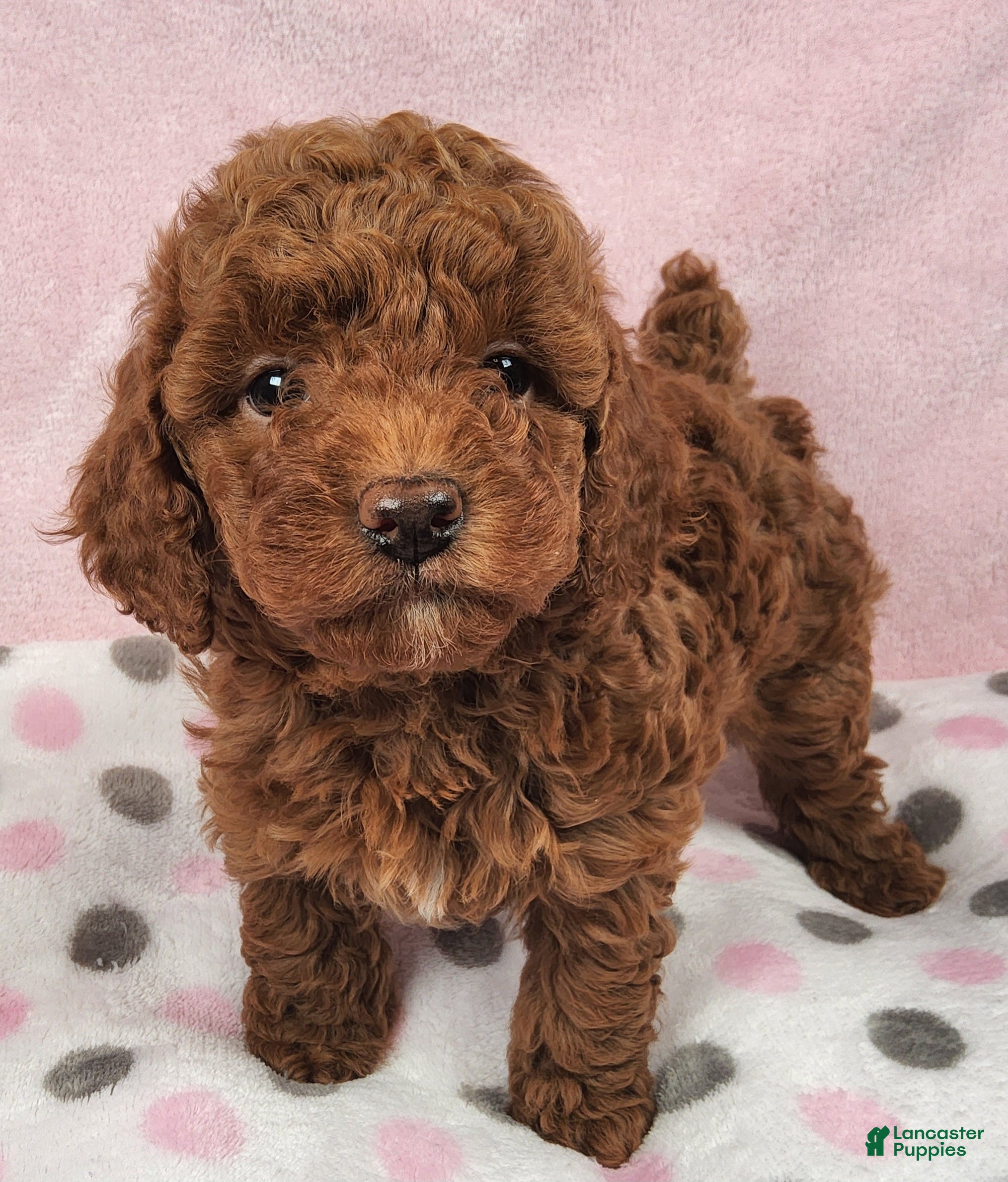 Toy Poodle dogs Snickers Aura - Ad 2