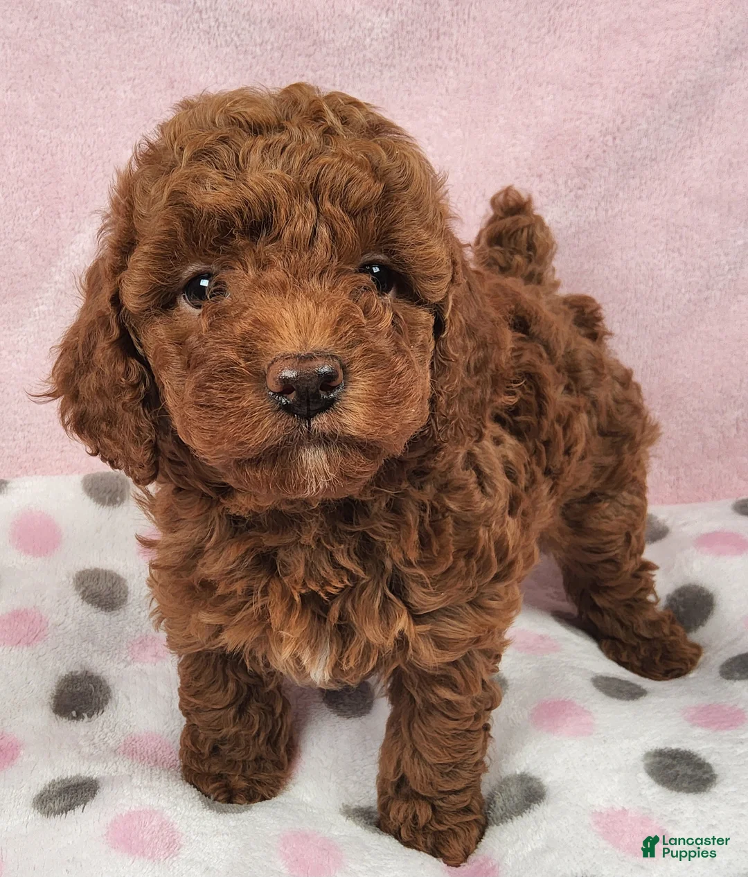 Toy Poodle dogs for sale: Snickers Aura - Ad 2
