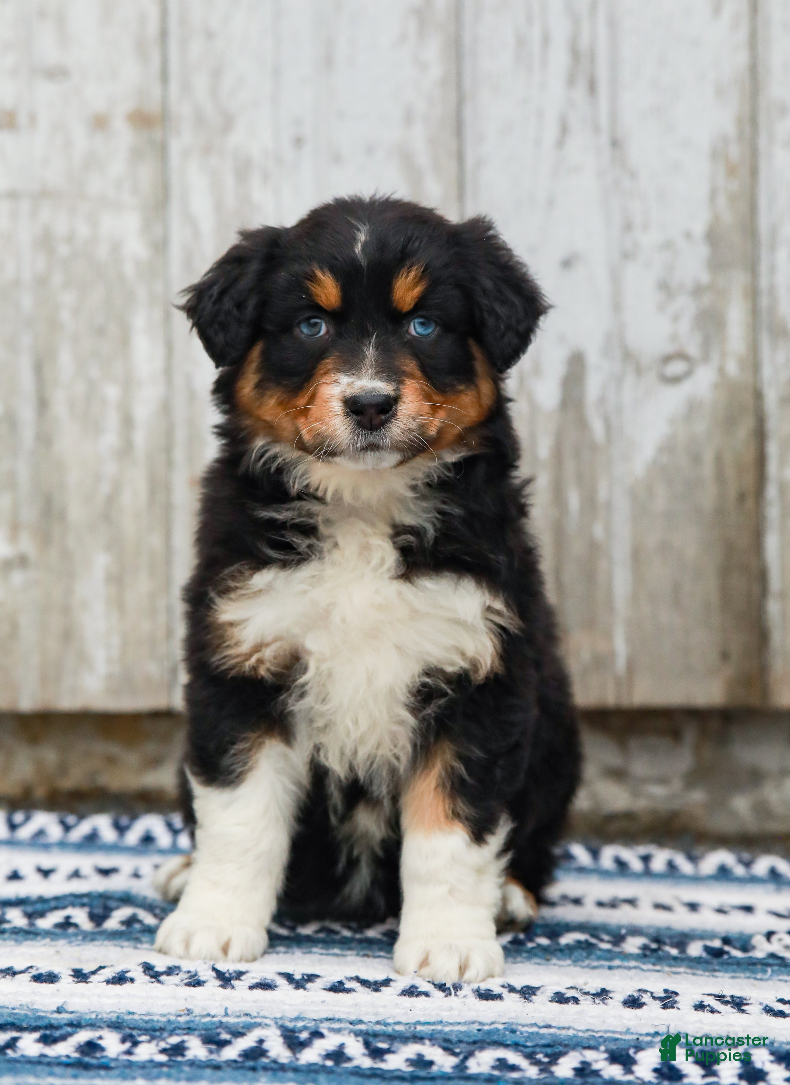Australian Shepherd dogs Carly - Ad 1