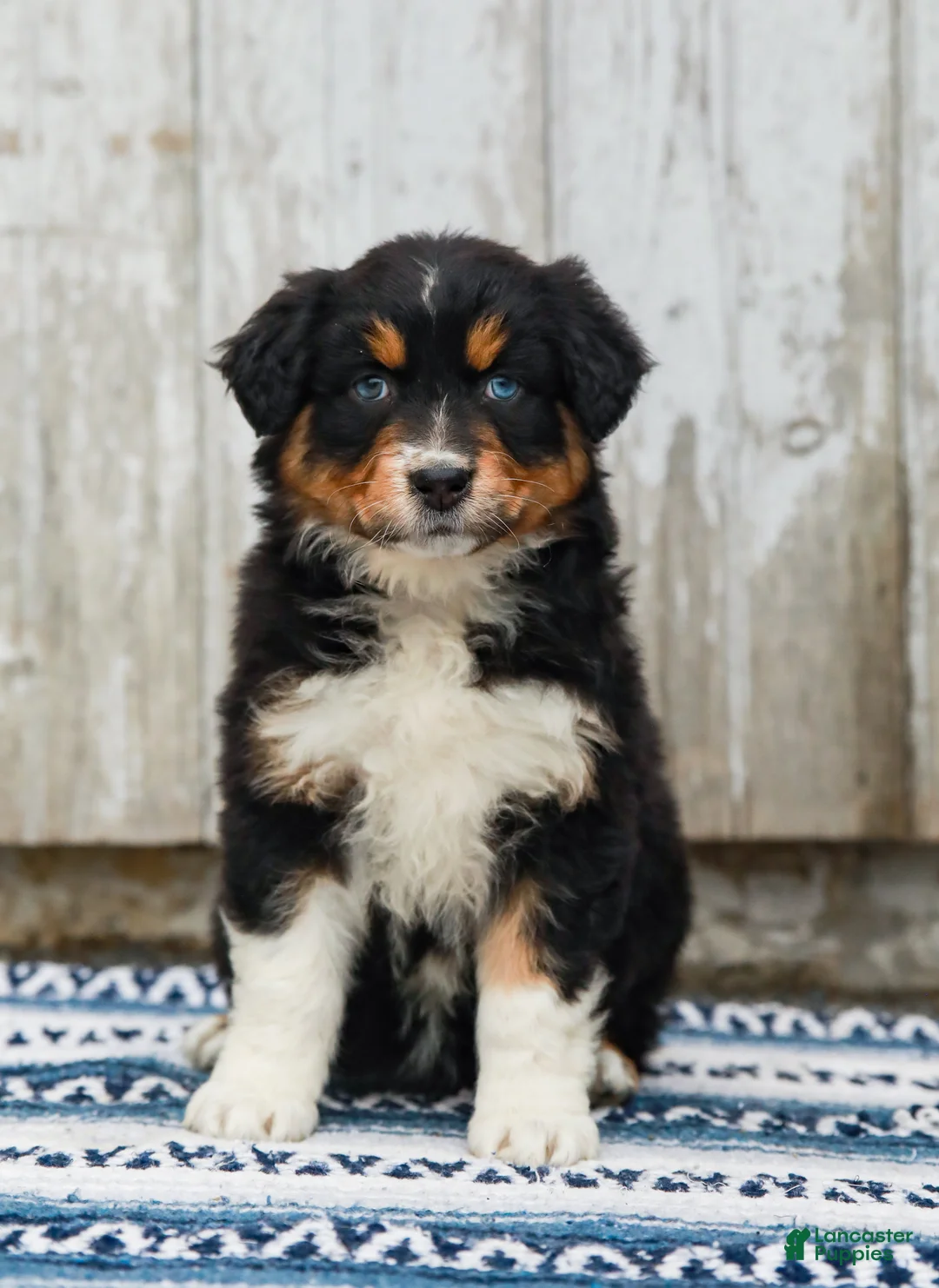Australian Shepherd dogs for sale: Carly - Ad 1