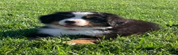 Bernese Mountain Dog dogs for sale: Fern - Ad 13