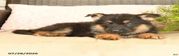 German Shepherd dogs for sale: Lacy  - Ad 4