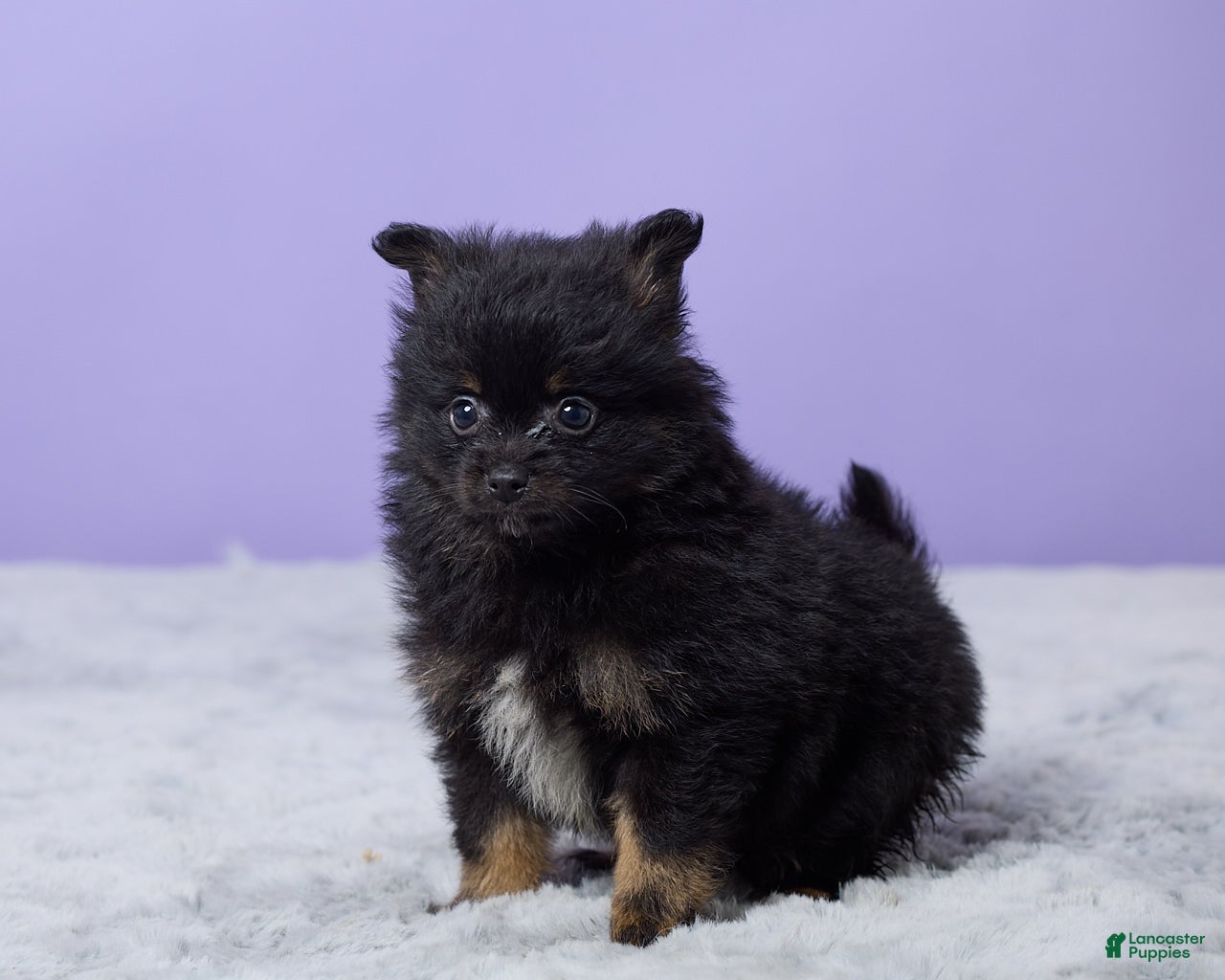 Pomeranian dogs Teddy - Ad 2