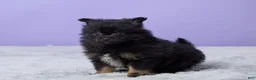 Pomeranian dogs for sale: Teddy - Ad 2