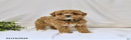 Bichpoo dogs for sale: Sandy - Ad 3