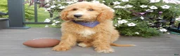 Mini Goldendoodle dogs for sale: Mason (medium) - Ad 5