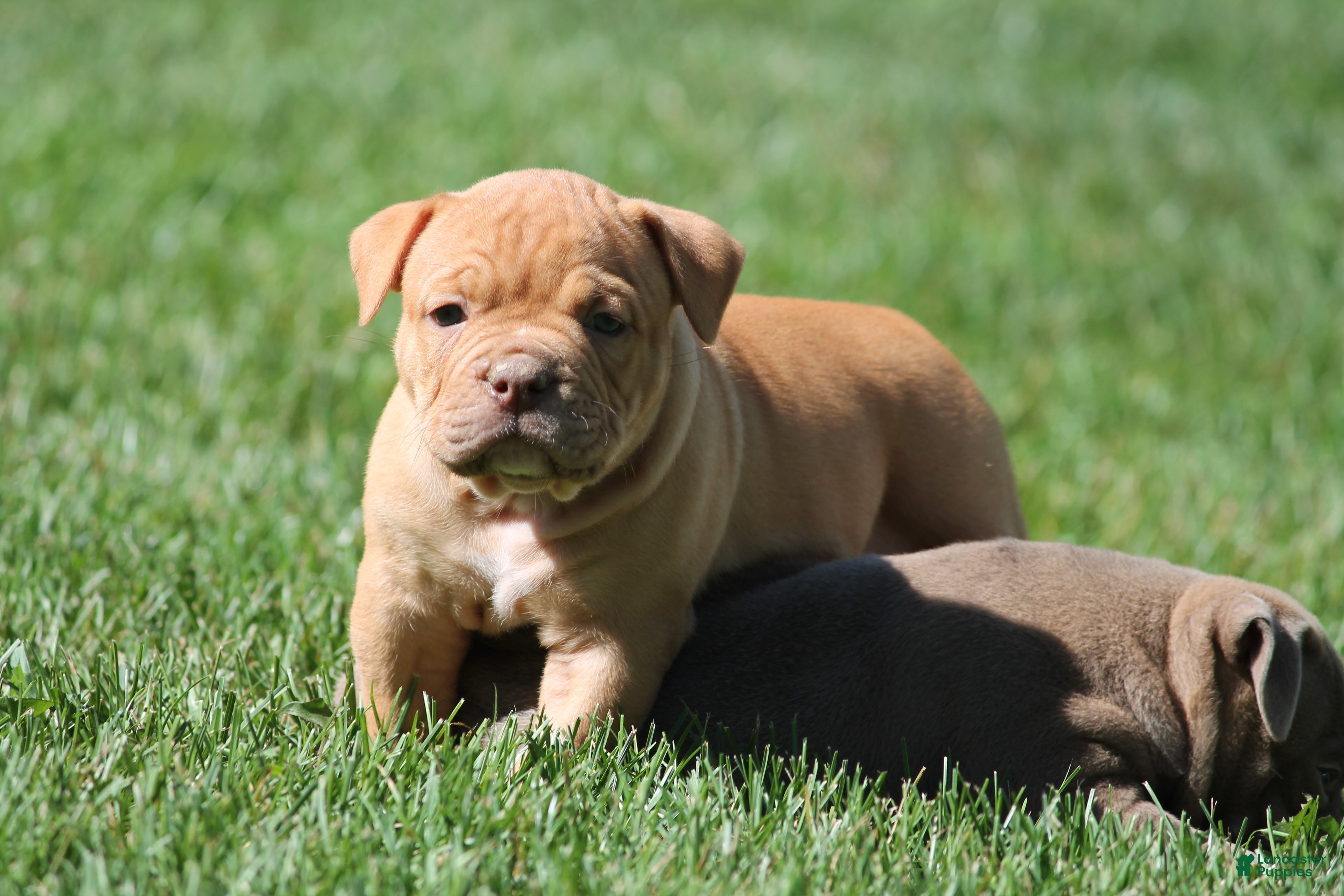 Olde English Bulldogge dogs Bluegates ARCHIE - Ad 2