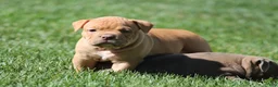 Olde English Bulldogge dogs for sale: Bluegates ARCHIE - Ad 2