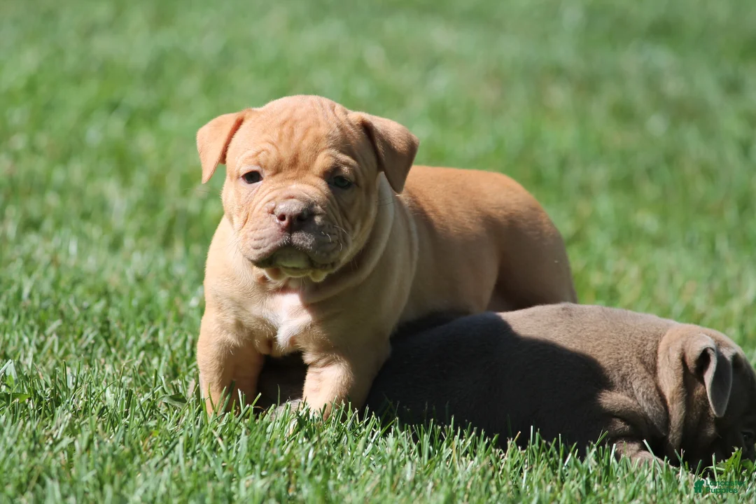 Olde English Bulldogge dogs for sale: Bluegates ARCHIE - Ad 2