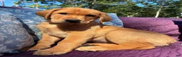 Labrador Retriever dogs for sale: Cooper - Ad 10