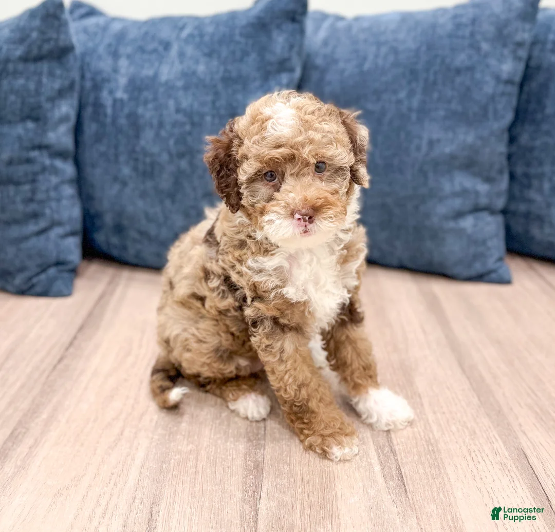 Mini Goldendoodle dogs for sale: Lilac - Ad 1