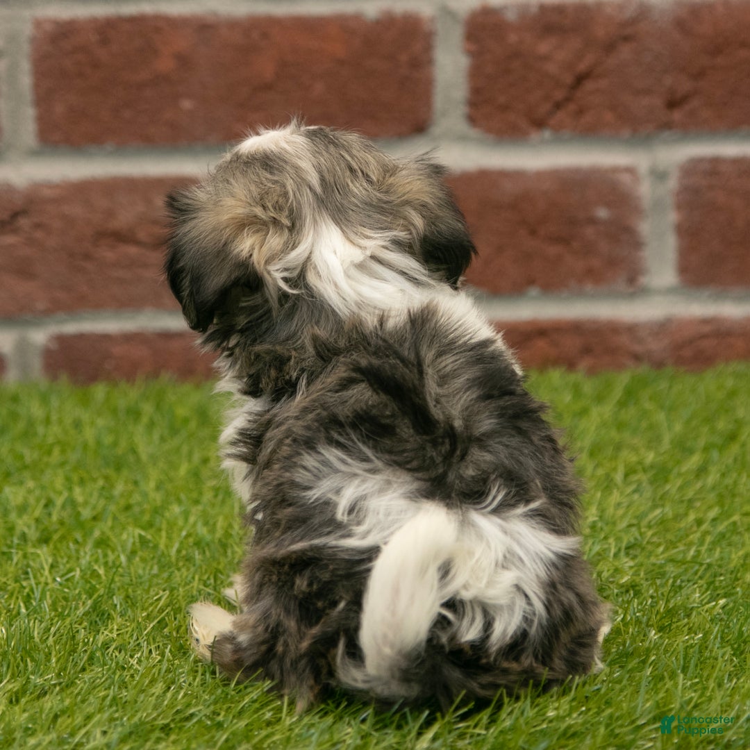 Havapoo dogs for sale: Izzy - Ad 6