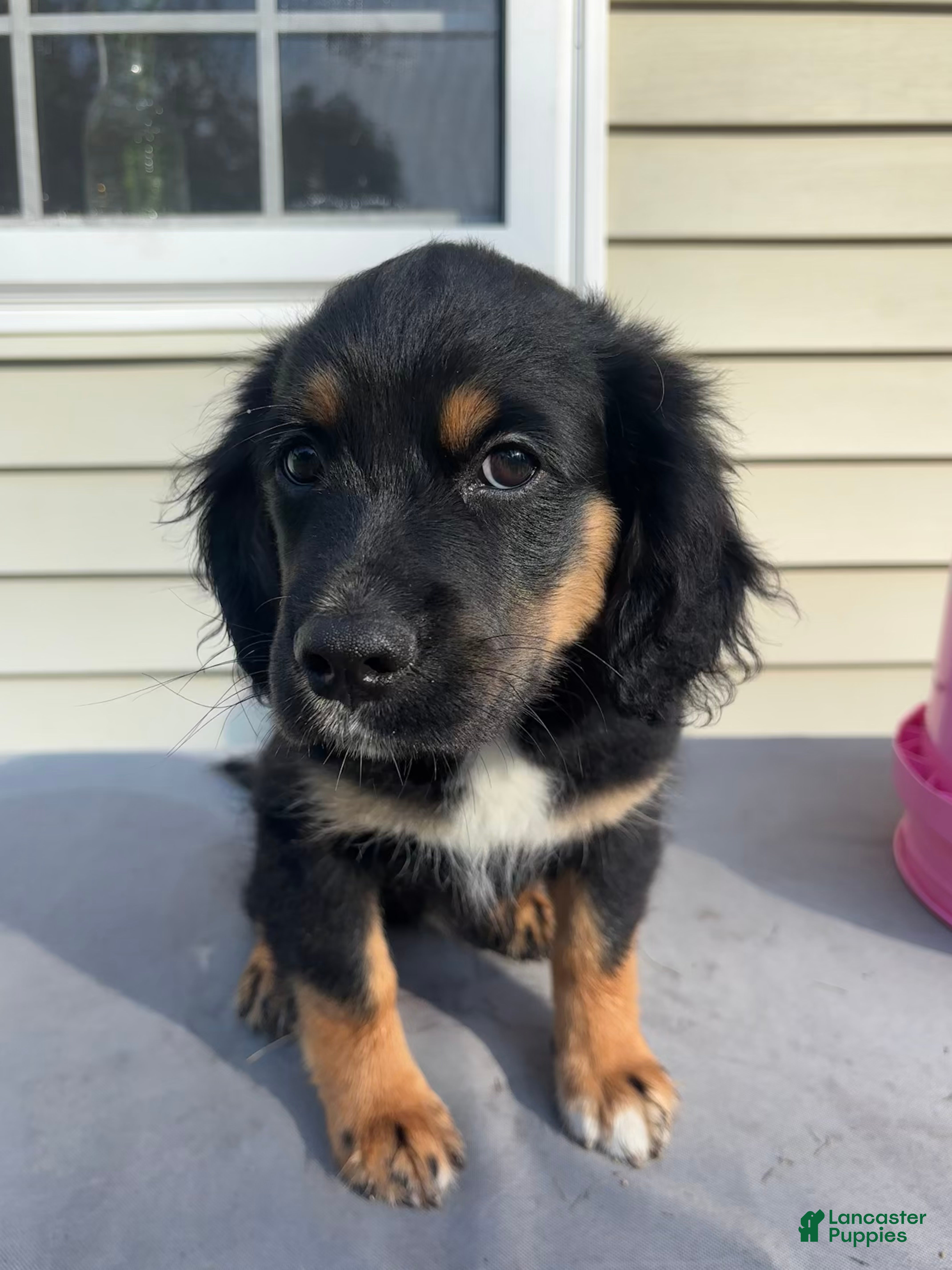 Mixed Breed dogs Bruce - Ad 11