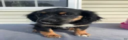 Mixed Breed dogs for sale: Bruce - Ad 1
