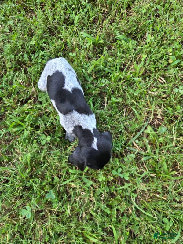 German Shorthaired Pointer dogs Black Collar Girl - Ad 14