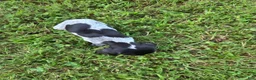 German Shorthaired Pointer dogs for sale: Black Collar Girl - Ad 1