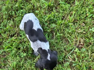 German Shorthaired Pointer dogs Black Collar Girl - Ad 14