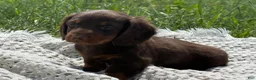 Miniature Dachshund dogs for sale: Garrett - Ad 9