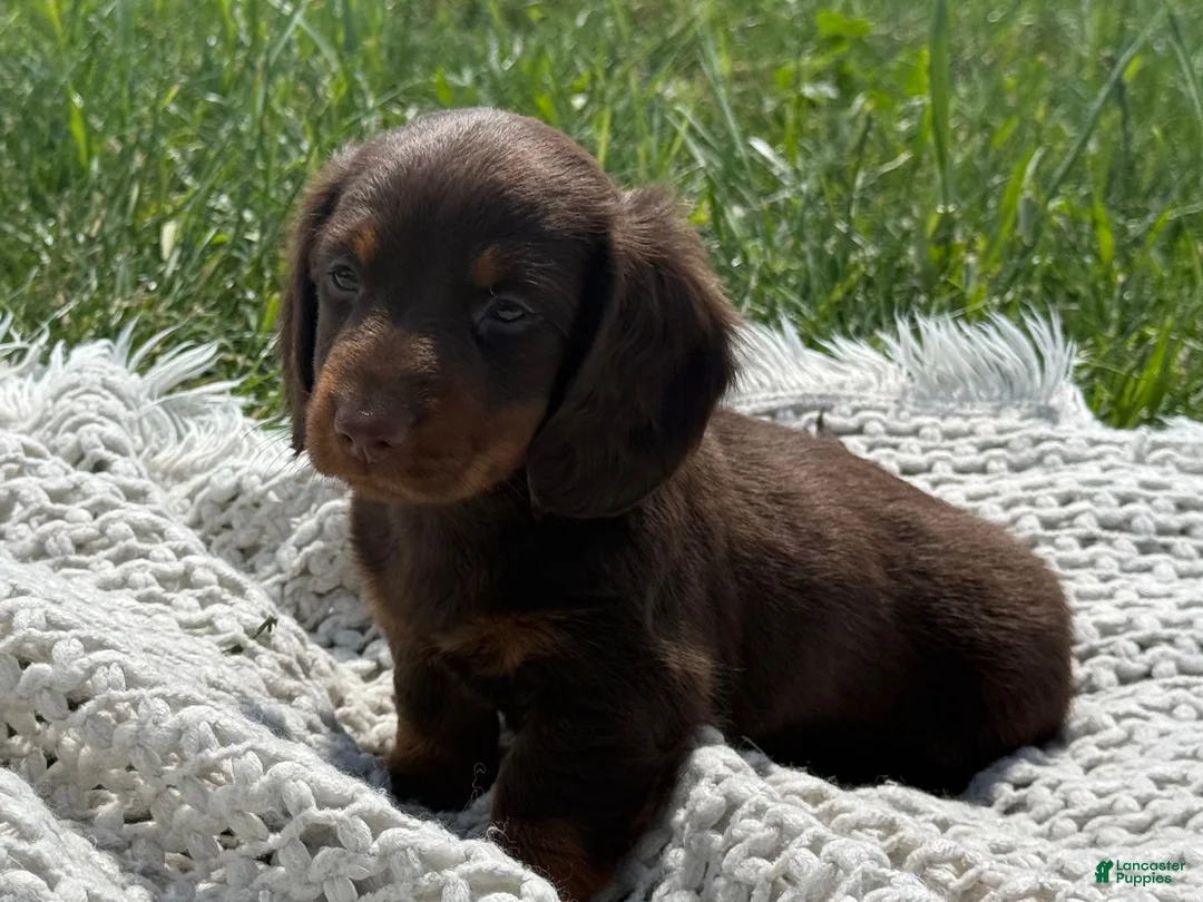 Miniature Dachshund dogs for sale: Garrett - Ad 9
