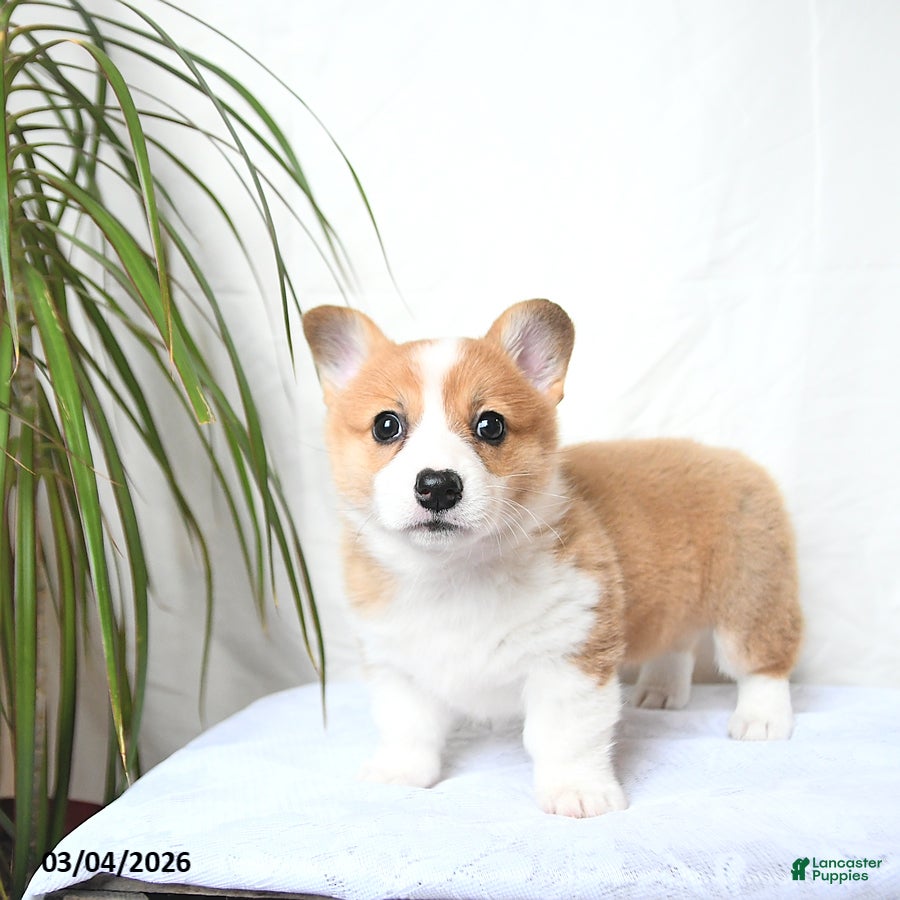 Welsh Corgi Pembroke dogs Molly - Ad 2