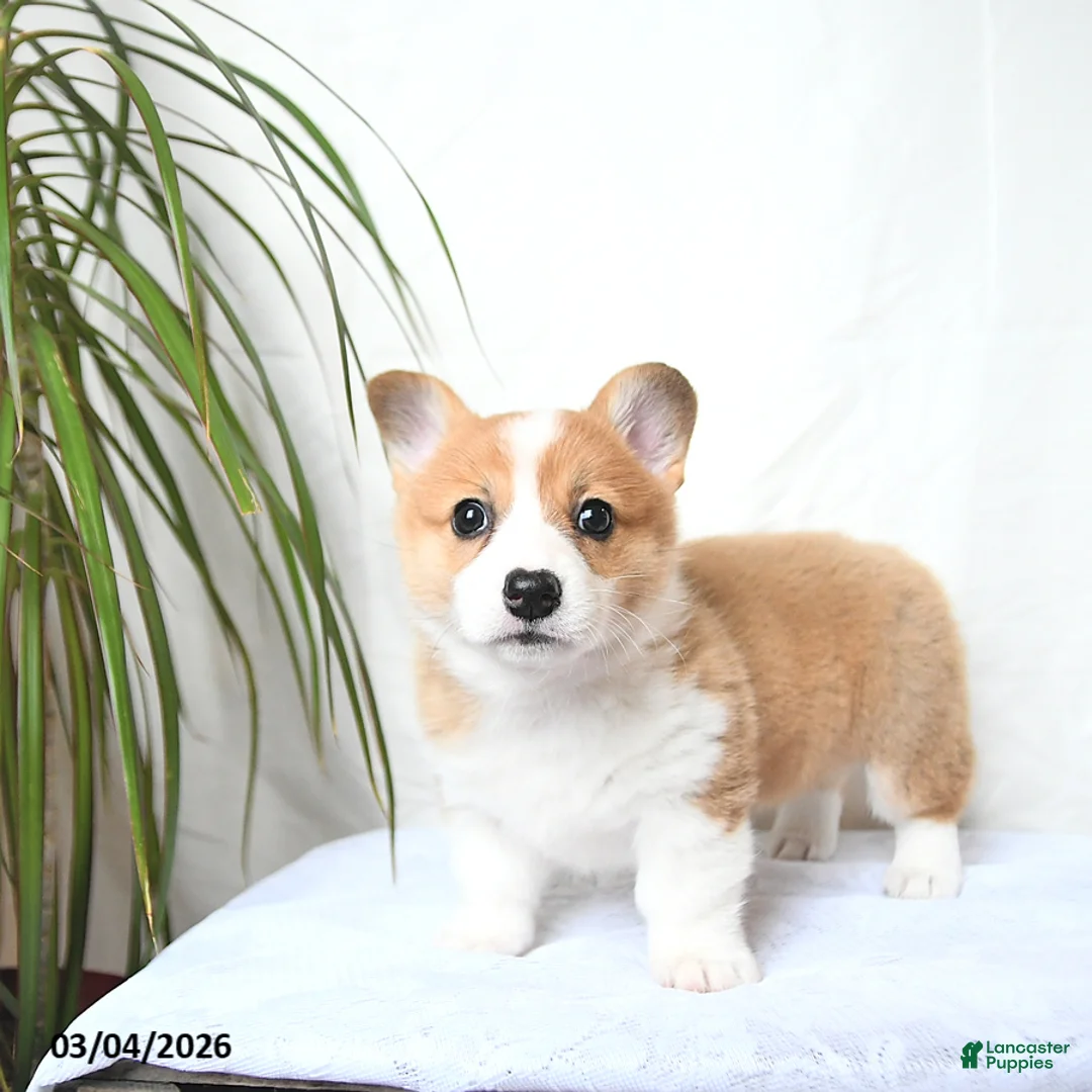 Welsh Corgi Pembroke dogs for sale: Molly - Ad 2