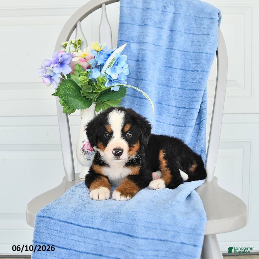Bernese Mountain Dog dogs Midnight - Ad 2