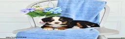 Bernese Mountain Dog dogs for sale: Midnight - Ad 2