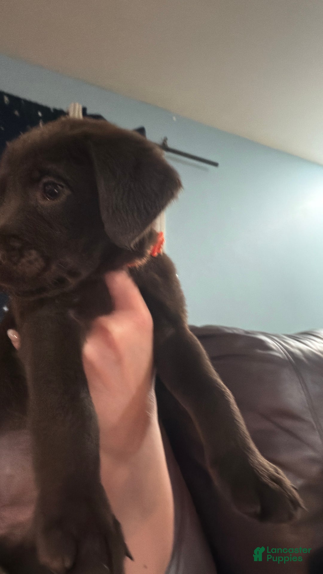 Mixed Breed dogs for sale: Carmella / Cinimini / Honey / Albany / Mini zoo / midnight - Ad 3