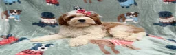 Cavapoo dogs for sale: Ember - Ad 7