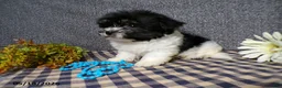 Havanese dogs for sale: Kye - Ad 5