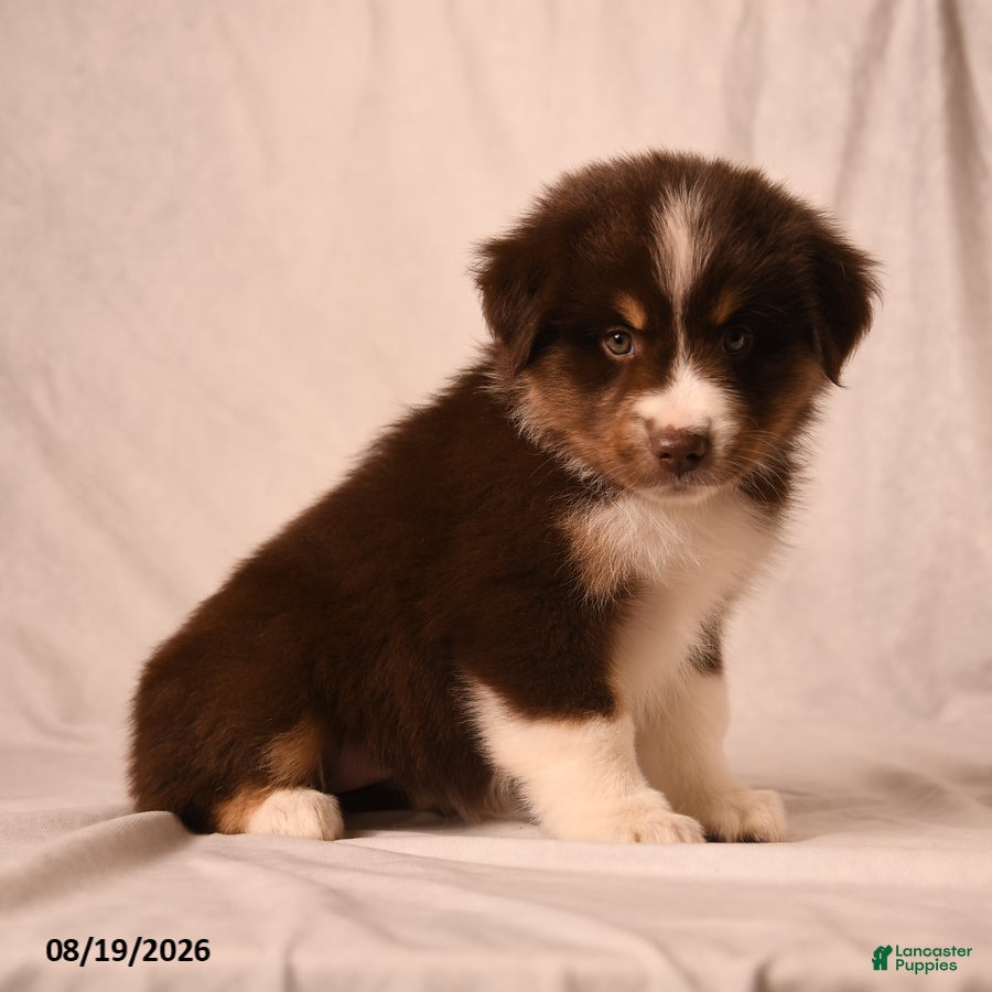 Miniature Australian Shepherd dogs Peaches - Ad 2