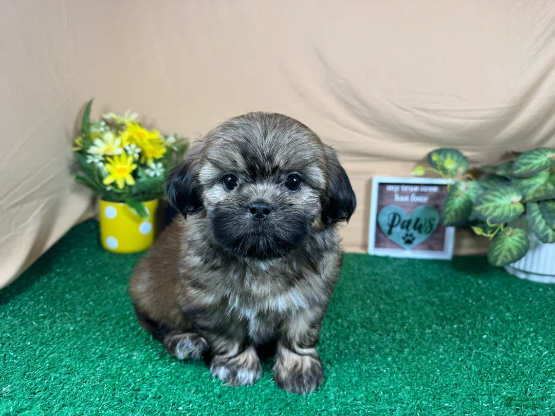 Shih Tzu dogs for sale: Shih Tzu 1 - Ad 1