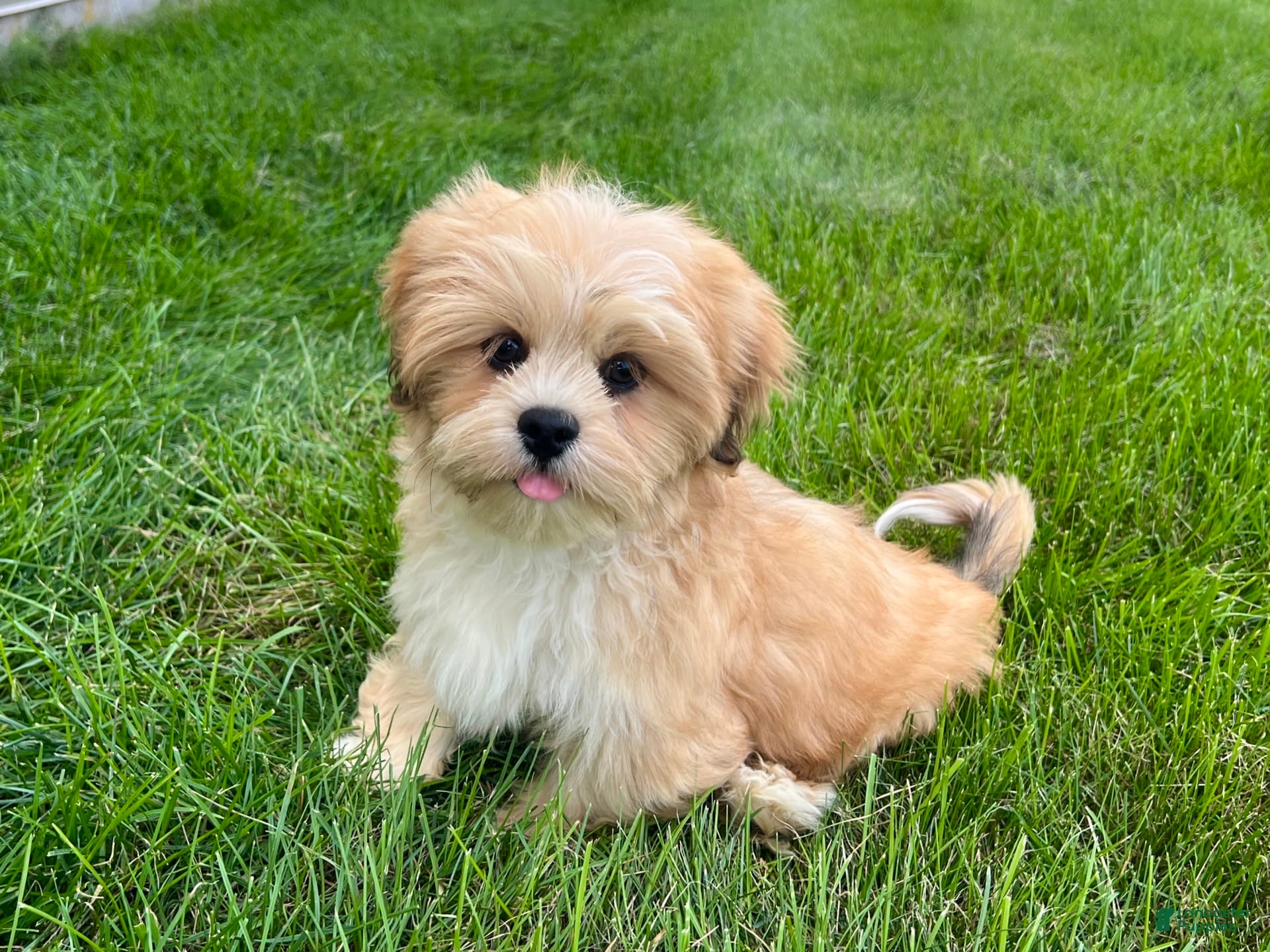 Lhasa Apso dogs Benji - Ad 2