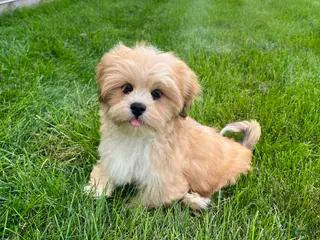 Lhasa Apso dogs Benji - Ad 2