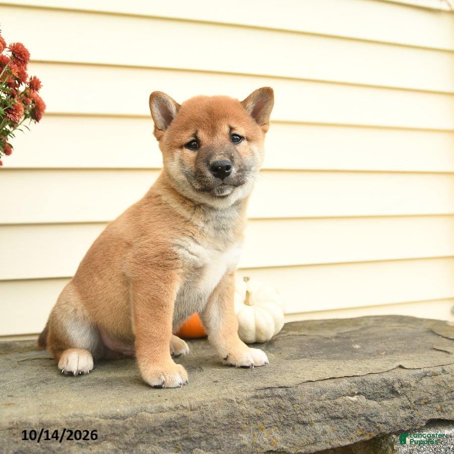 Shiba Inu dogs for sale: Sir Winston - Ad 1