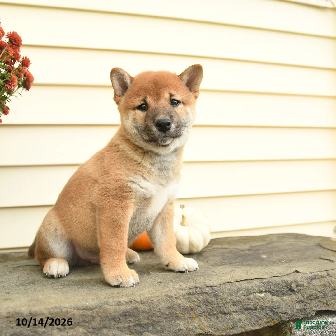 Shiba Inu dogs for sale: Sir Winston - Ad 1