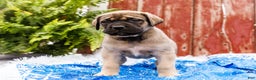 English Mastiff dogs for sale: Zack - Ad 7
