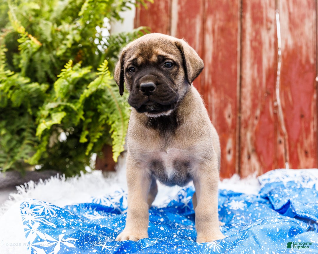 English Mastiff dogs for sale: Zack - Ad 7