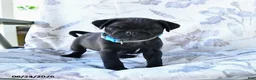 Pug dogs for sale: Matthew - Ad 3