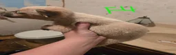 Australian Cattle Dog dogs for sale: Luna - Ad 2