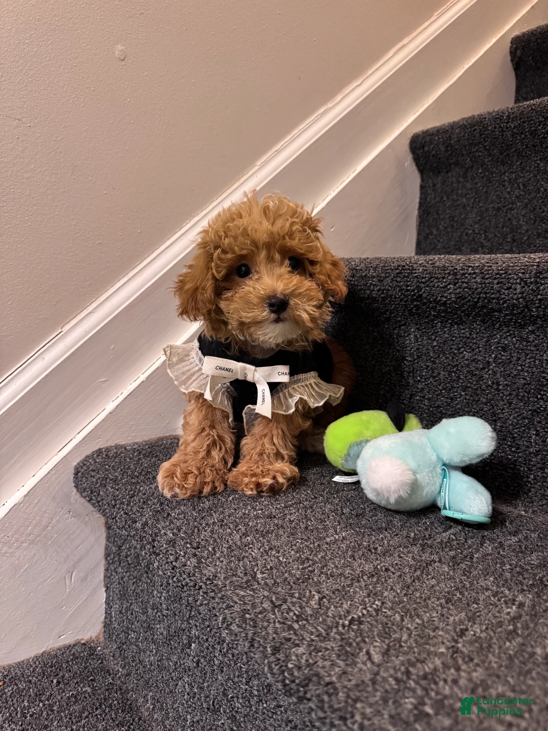 Gallery Image {{count}}