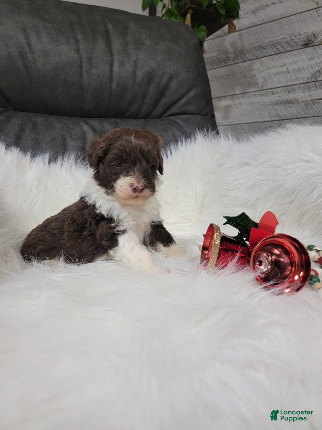 Portuguese Water Dog dogs for sale: Comet - Ad 1