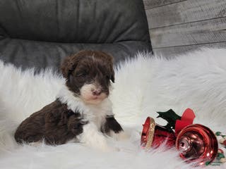Portuguese Water Dog dogs Comet - Ad 36
