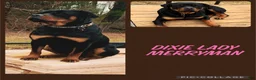 Rottweiler dogs for sale: Rottweiler 2 - Ad 2