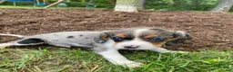 Beaglier dogs for sale: Ace - Ad 5
