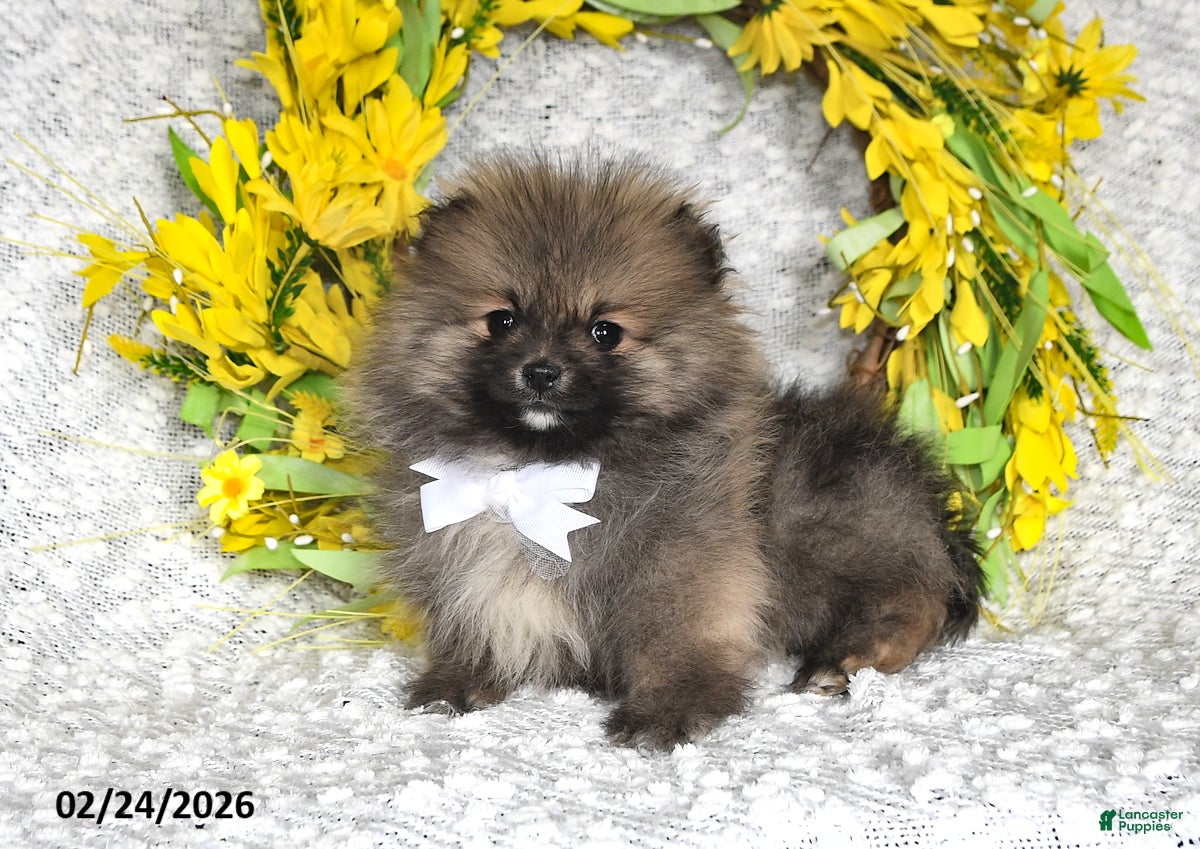 Pomeranian dogs Jesse EXTRA SMALL - Ad 1