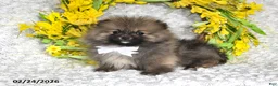 Pomeranian dogs for sale: Jesse EXTRA SMALL - Ad 4